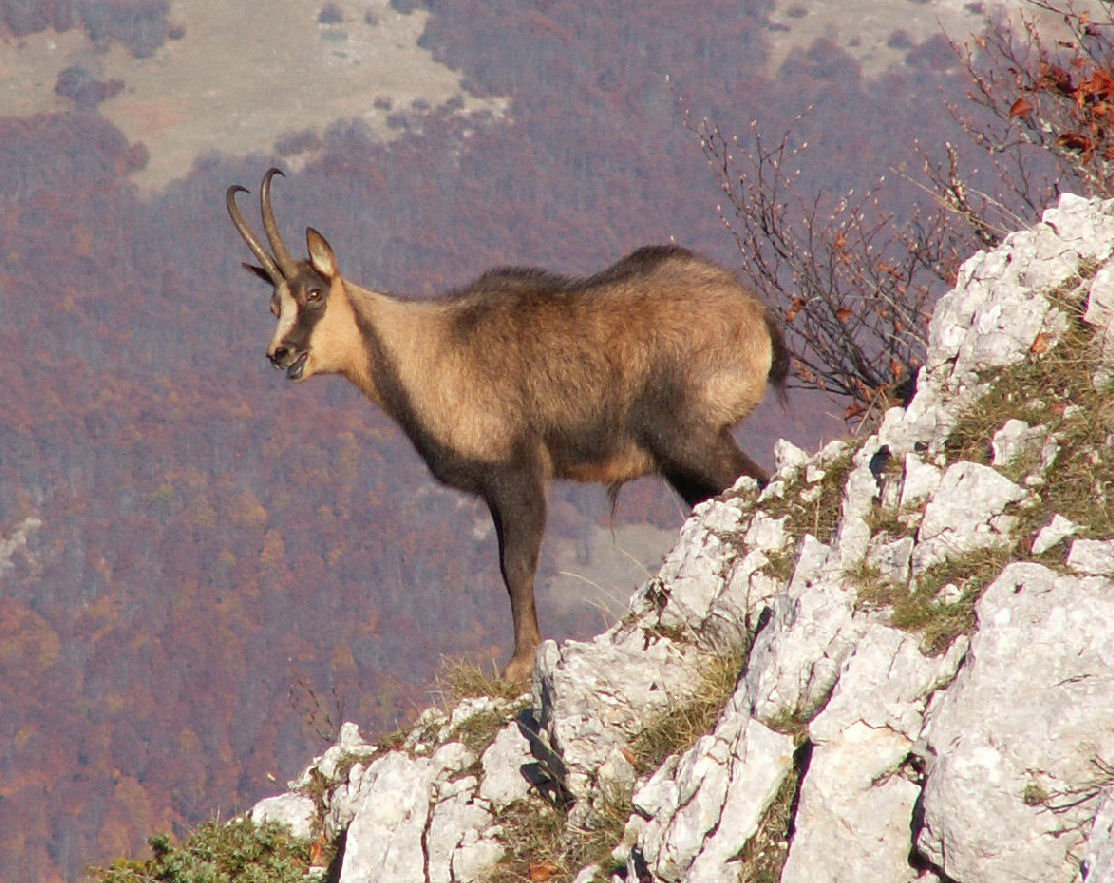 Camoscio d''Abruzzo Rupicapra pyrenaica ornata